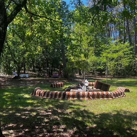 L'aquarium De Proust Sous Les Arbres