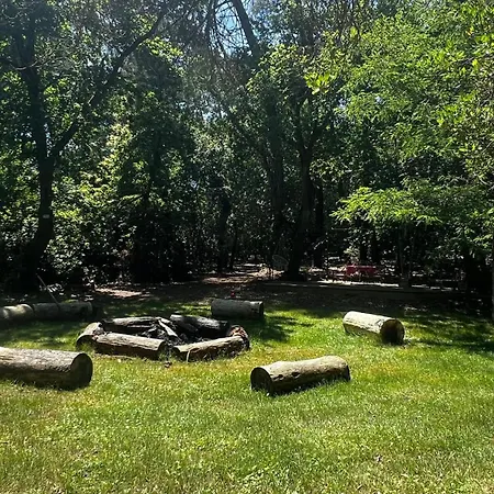 L'aquarium De Proust Sous Les Arbres *